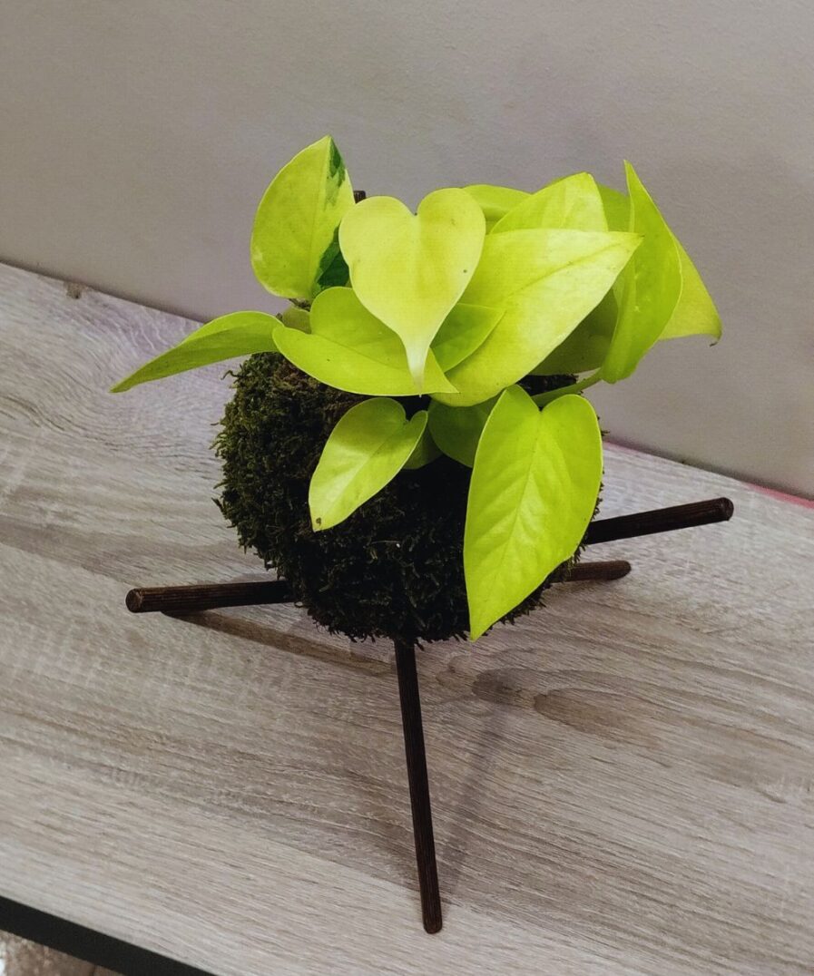 Πόθος – Epipremnum aureum “Neon Pothos”