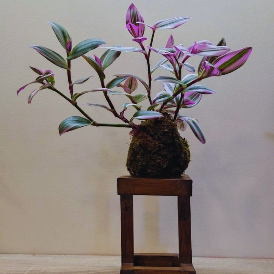 kokedama Τηλέγραφος –Tradescantia Nanouk