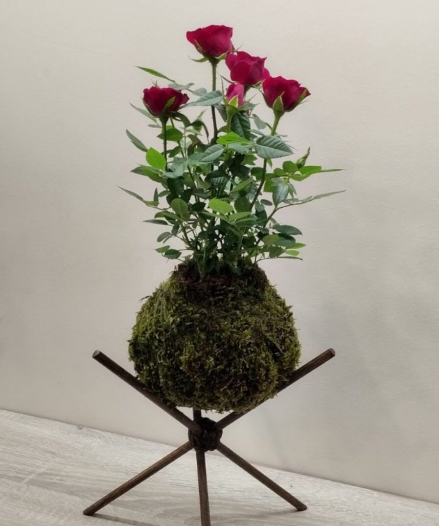 kokedama Τριανταφυλλιά Νάνα red