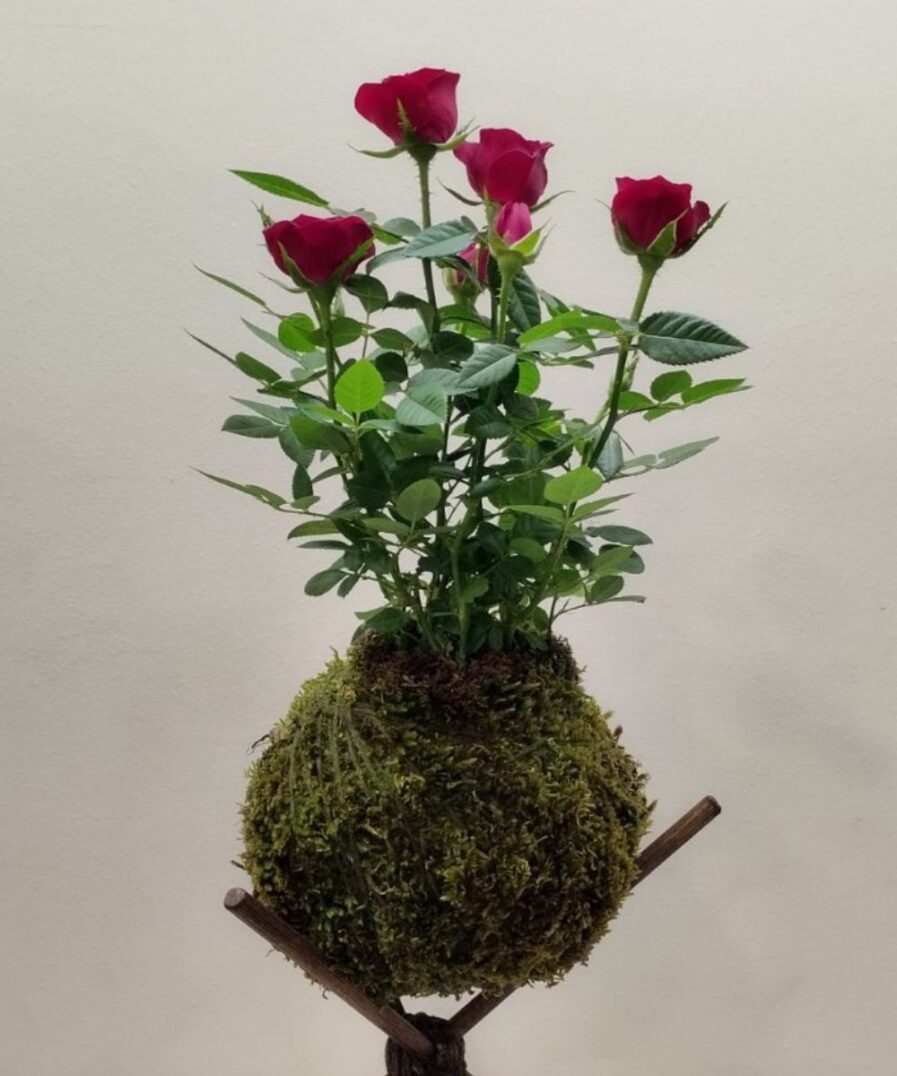 kokedama Τριανταφυλλιά Νάνα red