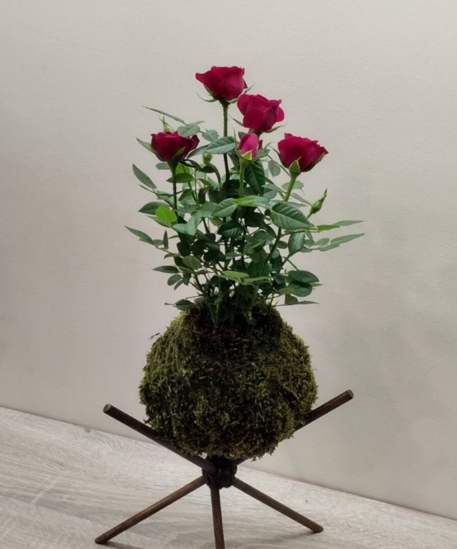 kokedama Τριανταφυλλιά Νάνα red