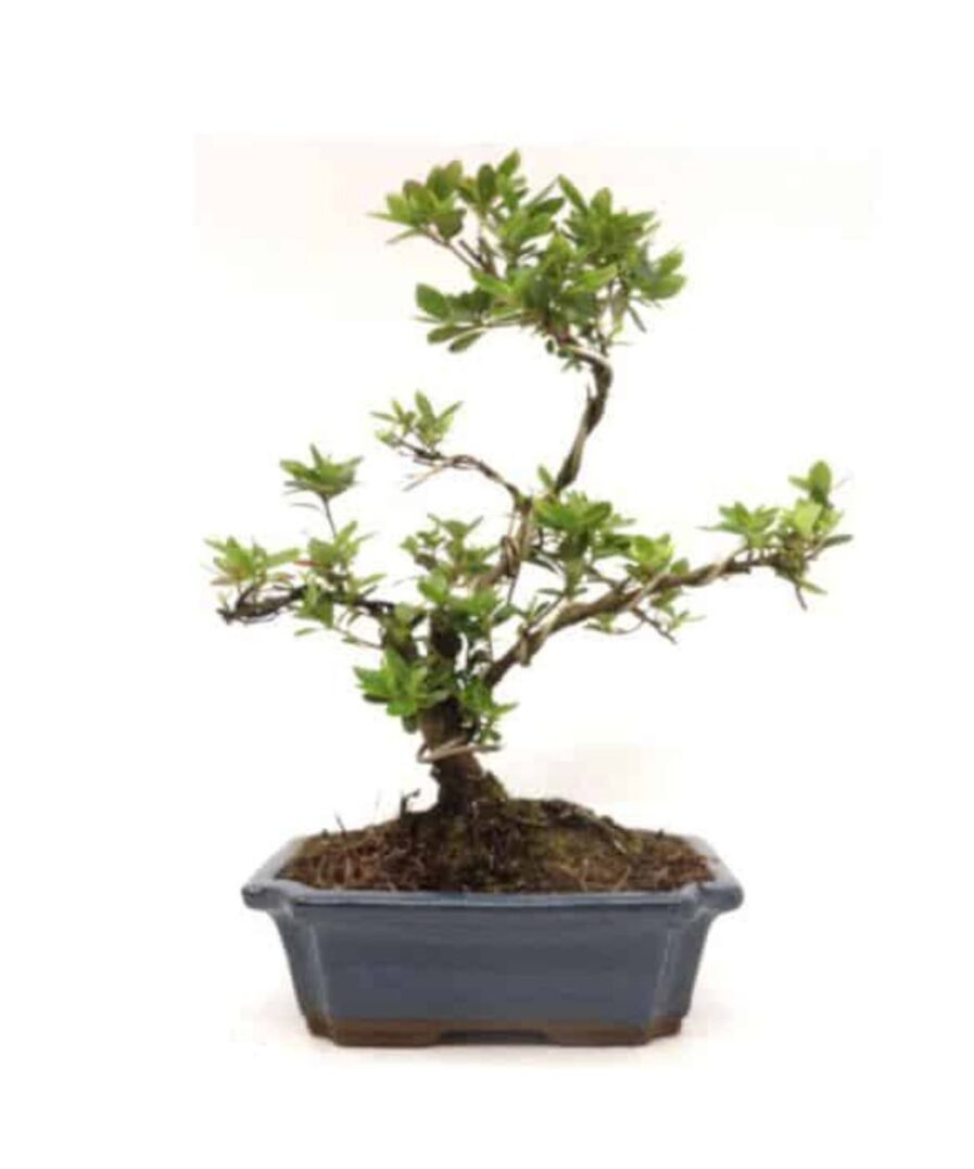 Azalea - Rhododendron Αζαλεα Bonsai