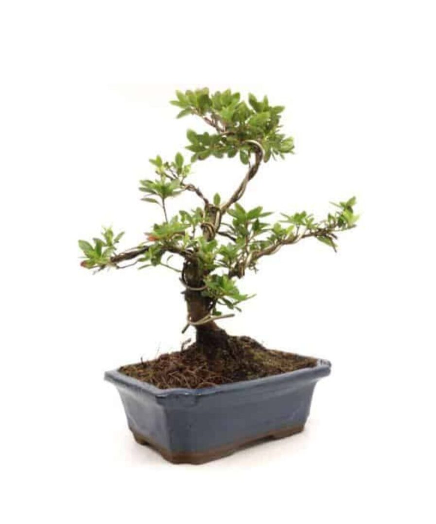 Azalea - Rhododendron Αζαλεα Bonsai