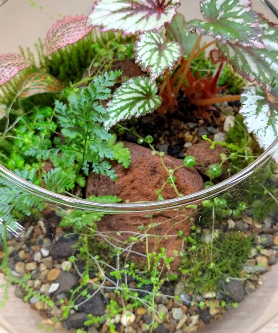 Fish Ball Terrarium