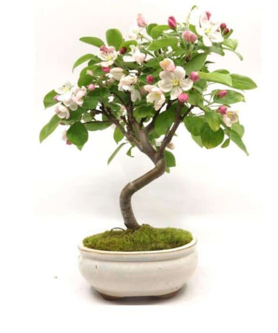 Malus (Apple-Μηλιά) Bonsai