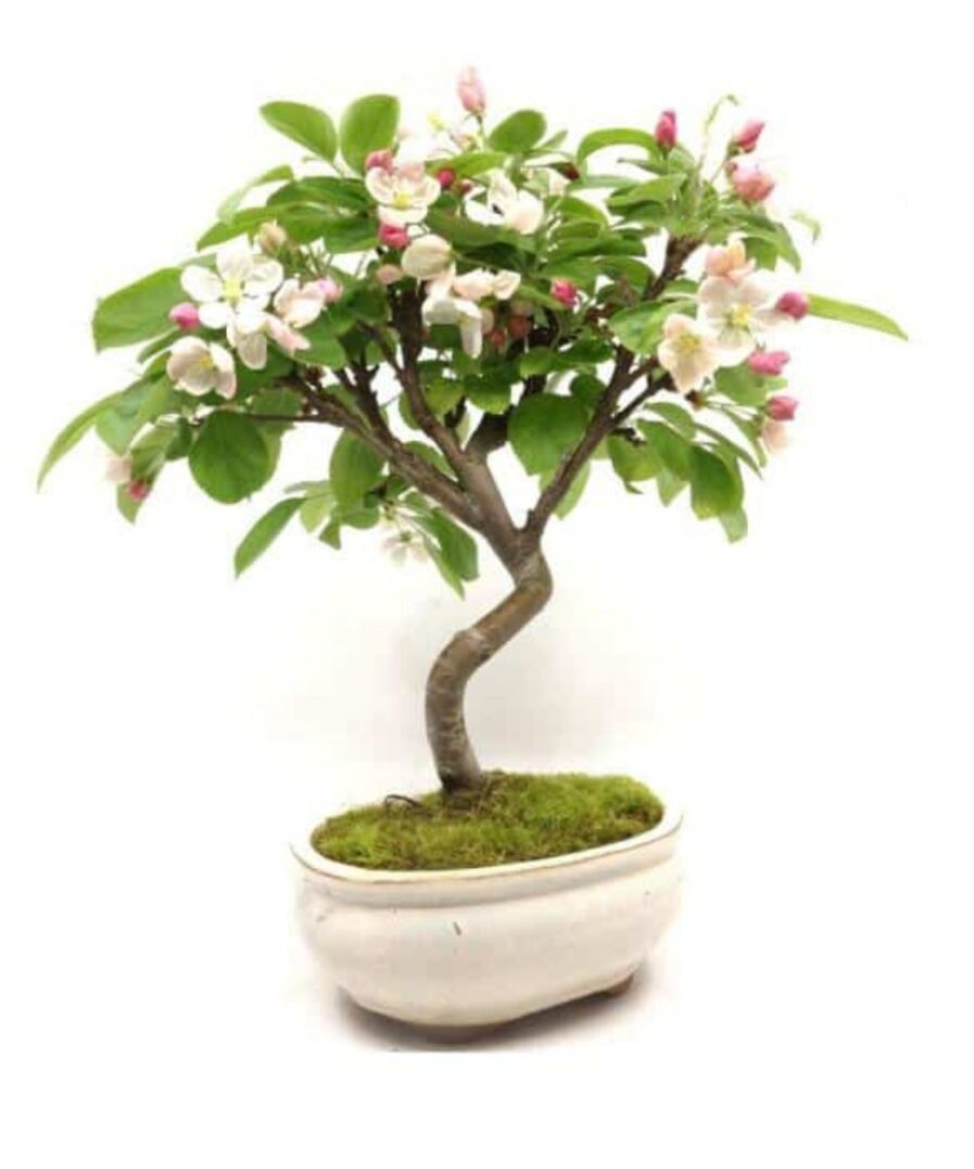 Malus (Apple-Μηλιά) Bonsai