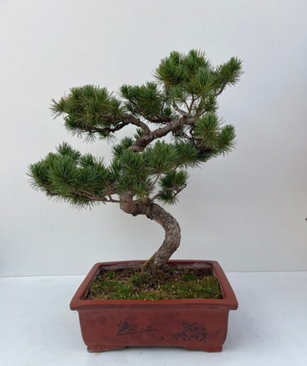 Pinus πέυκο Bonsai