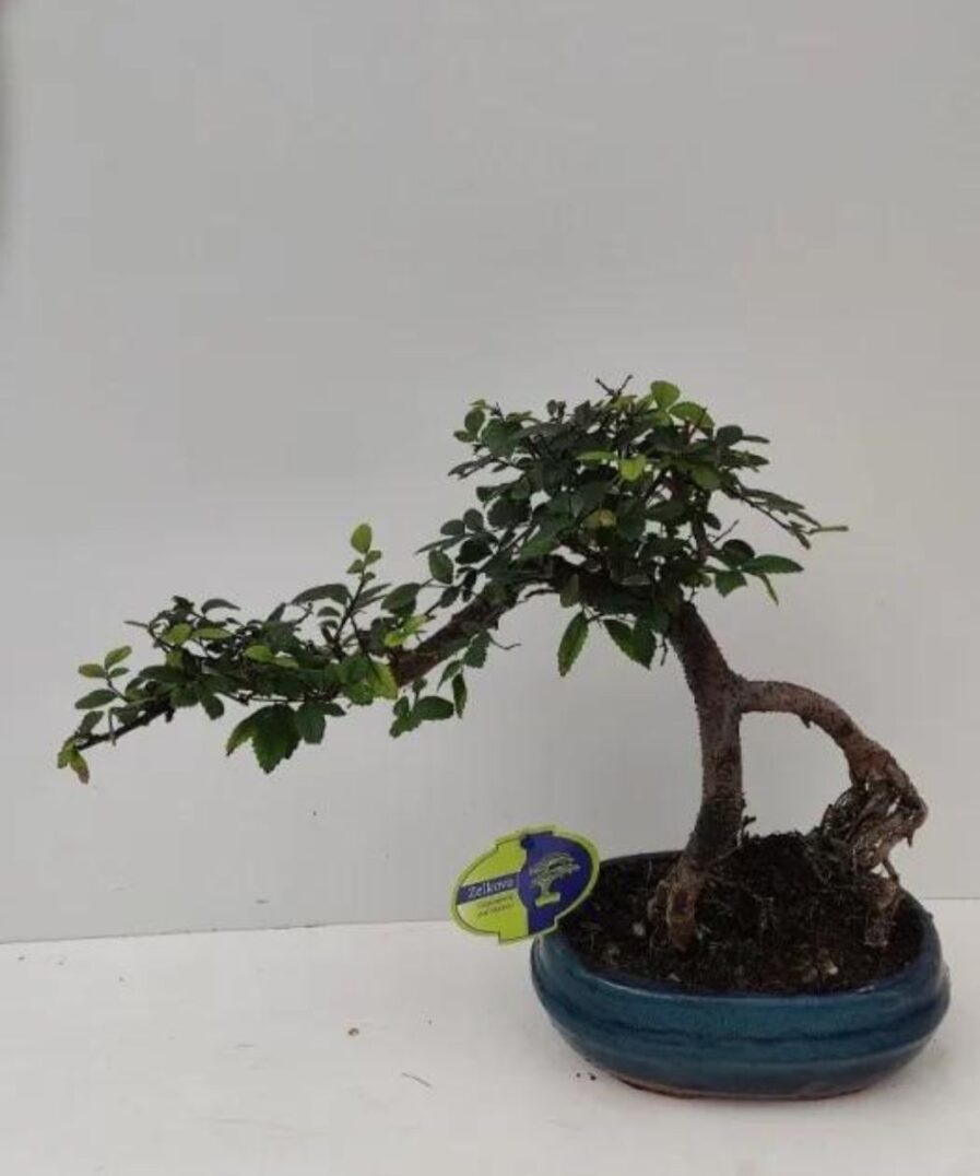 Zelkova Bonsai semi cascade