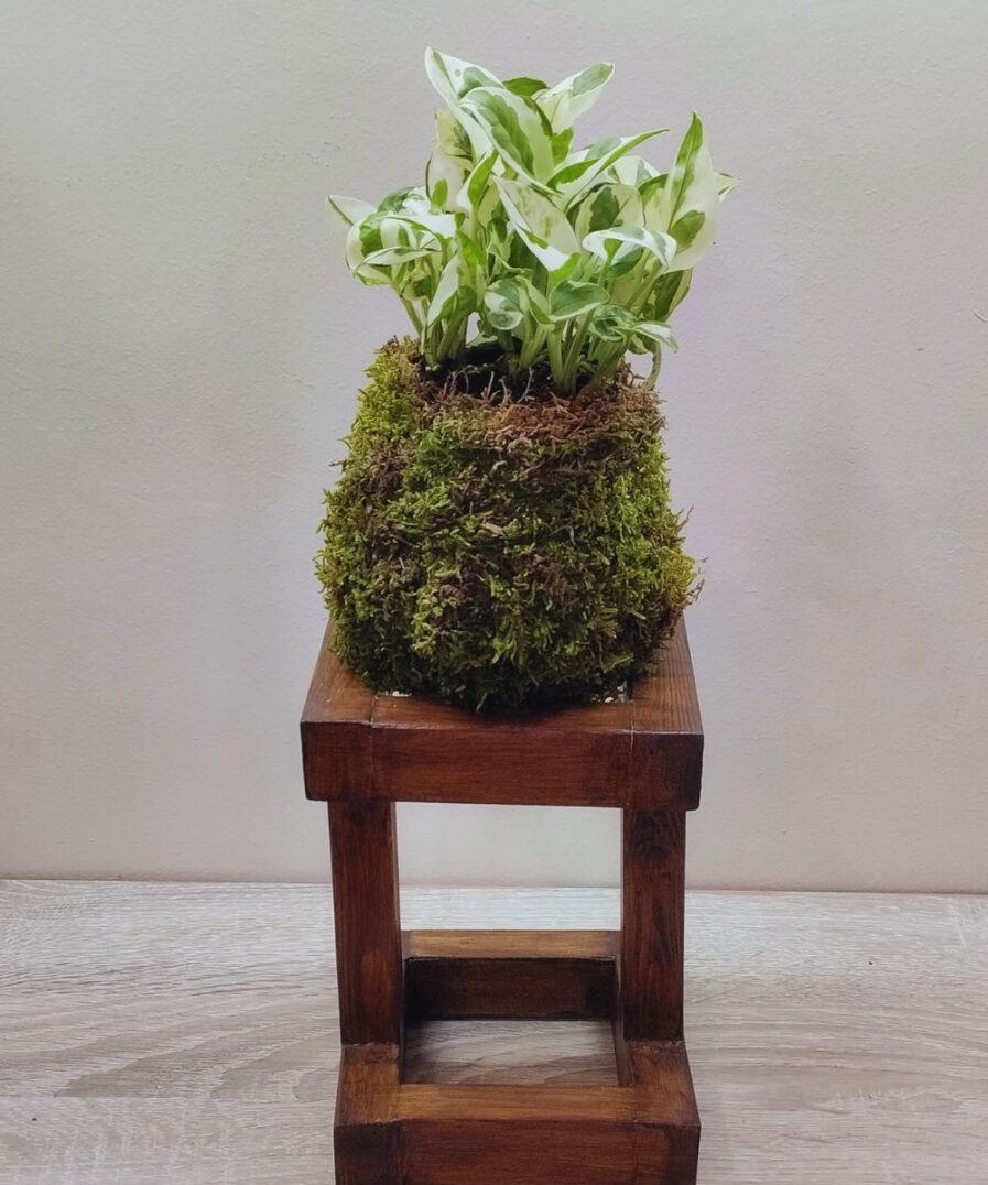 kokedama Πόθος – Epipremnum aureum Njoy