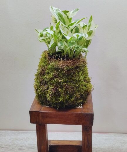 kokedama Πόθος – Epipremnum aureum Njoy