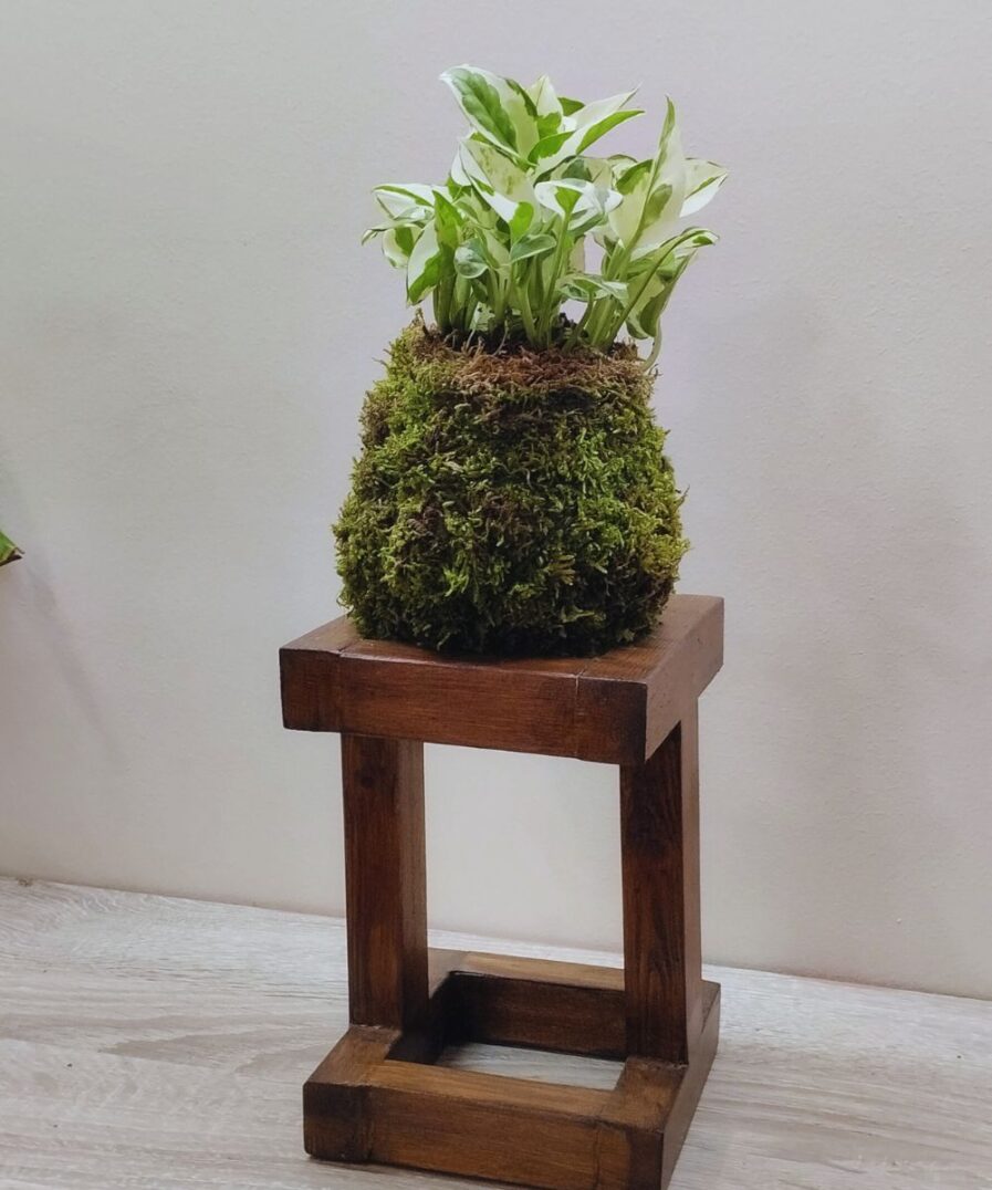 kokedama Πόθος – Epipremnum aureum Njoy