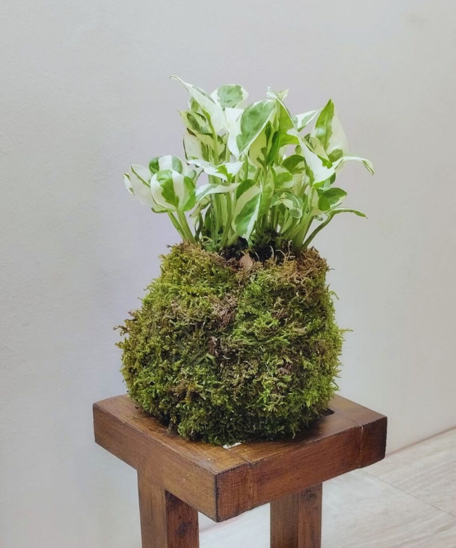 kokedama Πόθος – Epipremnum aureum Njoy