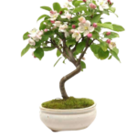 bonsai απο artisan kokedama