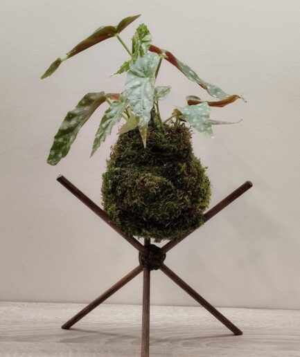 kokedama Βιγόνια – Begonia maculata